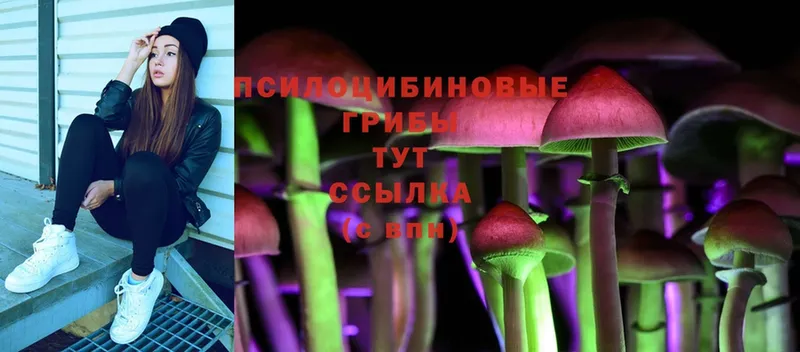 Галлюциногенные грибы Psilocybine cubensis  Прокопьевск 